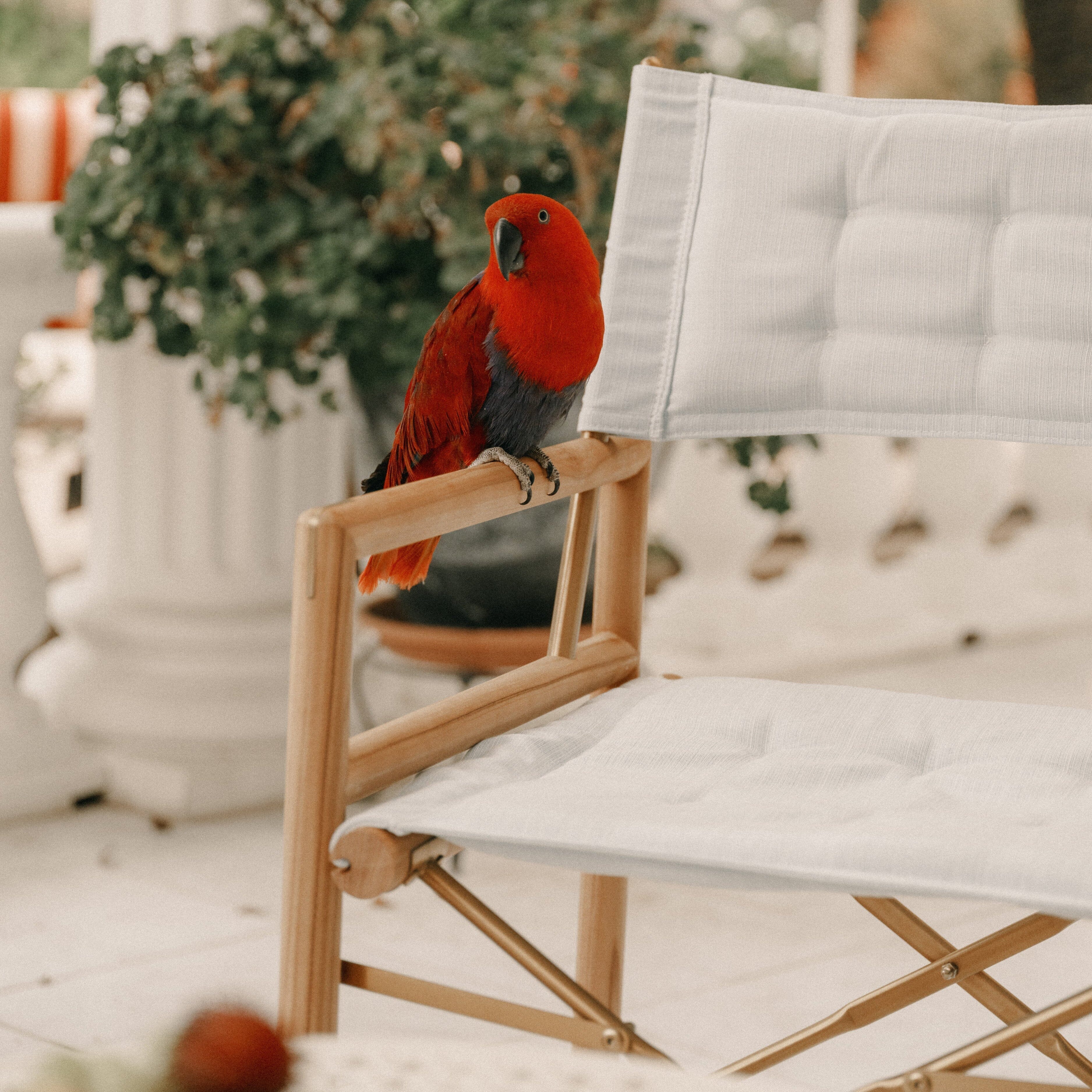 The WES Directors Chair in Sky Blue | Teakwood Gold Frame - Image 2